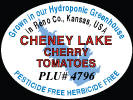 Cheney Lake Cherry Tomatoes